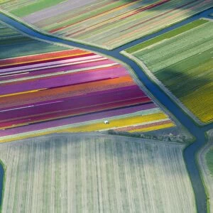 Aerial view of flower fields in spring, the Netherlands