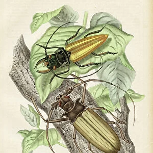 American Beetles Chromolithograph 1868