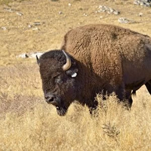 American Bison -Bison bison-, Hot Springs Park, Thermopolis, Wyoming, USA