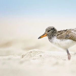 American Oystercatcher Chick Doing Yoga on the Beach at Nickerson, Long Island