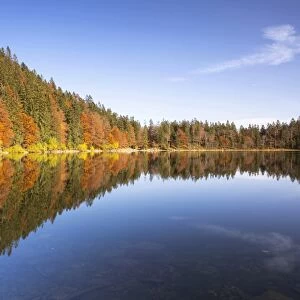 Autumn forest at Feldsee Lake with reflections, near Mt Feldberg, Black Forest, Baden-Wuerttemberg, Germany, Europe