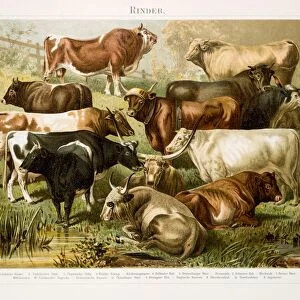 Beef cattle Chromolithograph 1896