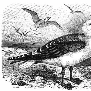 Black-backed gull (Larus marinus)