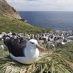 Black-browed Albatross or Black-browed Mollymawk -Thalassarche melanophris- perched on tussock grass in breeding colony, Westpoint Island, Falkland Islands, United Kingdom