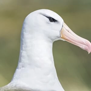 Black-browed Albatross or Black-browed Mollymawk -Thalassarche melanophris-, portrait, Westpoint Island, Falkland Islands, United Kingdom