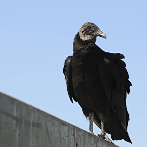 Black vulture, Coragyps atratus. Everglades National Park, Florida, USA. UNESCO World Heritage Site (Biosphere Reserve)