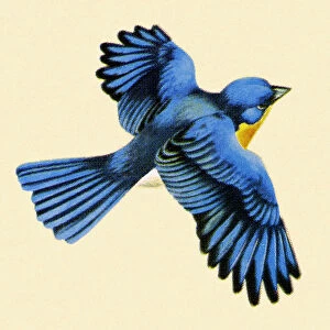 Blue Bird Flying