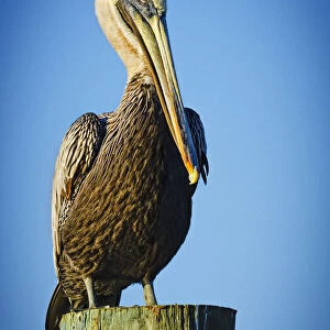 Brown Pelican perching on wooden post