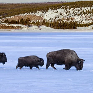 Buffalos (Bison bison) in snow, Yellowstone National Park, Wyoming, USA