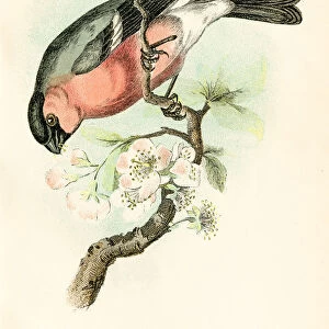 Bullfinch engraving 1896
