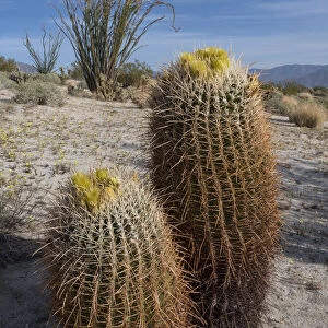 California Barrel Cactus (Ferocactus cylindracaus) and Ocotillo (Fouquieria Splendens) in Anza-Borrego Desert State Park, California, USA