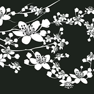 Cherry Blossoms, 165599233