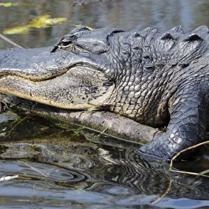 Close up of American alligator, Alligator mississippiensis. Everglades National Park, Florida, USA. UNESCO World Heritage Site (Biosphere Reserve)