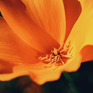 Close-up eschscholzia flower at summer morning. Bright orange color flowers