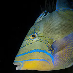 Close-up, Queen triggerfish