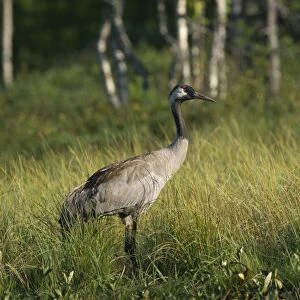 Common Crane -Grus grus-, Vastra Gotaland County, Sweden