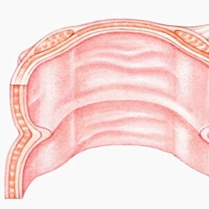 Cross section illustration of human large intestine