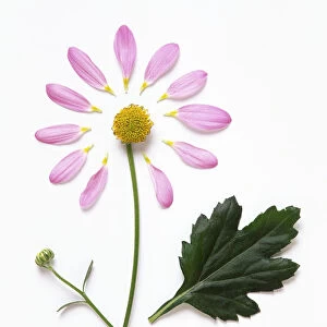 Daisy-like flower with detached, mauve petals, unfurled bud, yellow center, and green leaf