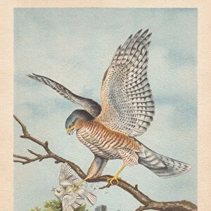 Eurasian sparrowhawk (Accipiter nisus), chromolithograph, published in 1896