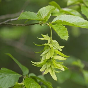 European or Common Hornbeam -Carpinus betulus-, inflorescence and leaves, Hainich National Park, Thuringia, Germany