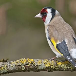 European Goldfinch or Goldfinch -Carduelis carduelis-, Untergroningen, Abtsgmuend, Baden-Wurttemberg, Germany