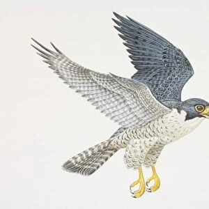 Falco peregrinus, Peregrine Falcon in flight, side view