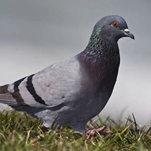 Feral pigeon -Columba livia-