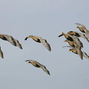 Flying Greater white-fronted Geese -Anser albifrons-, Bislicher Insel, Wesel, Lower Rhine region, North Rhine-Westphalia, Germany