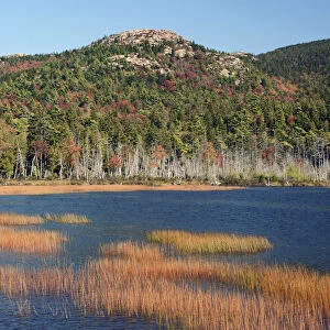 Forest and marsh in autumn, West Tremont, Mount Desert Island, Maine, New England, USA