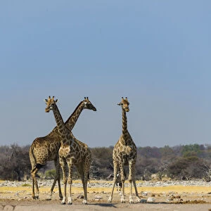Three giraffes -Giraffa camelopardalis- at Chudob waterhole, Etosha National Park, Namibia
