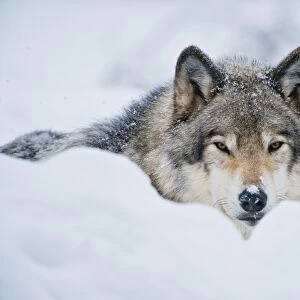 Gray wolf in snow