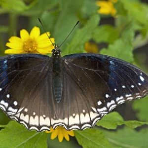 Great eggfly, blue moon butterfly -Hypolimnas bolina-, female, Phuket, Thailand, Southeast Asia, Asia