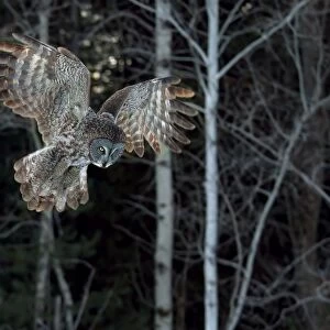 Great grey owl swoops down
