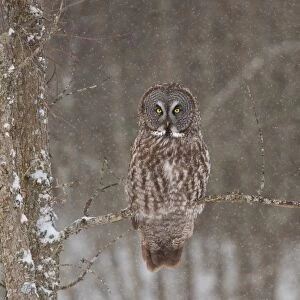 Great Grey Owl Waits