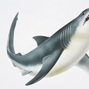 Great White Shark (Carcharodon carcharias) showing its teeth, low angle view