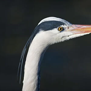 Grey Heron -Ardea cinerea-, portrait, captive