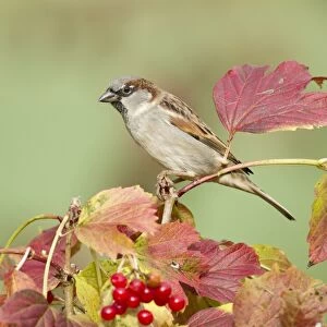 House Sparrow -Passer domesticus-, Limburg an der Lahn, Hesse, Germany, Europe