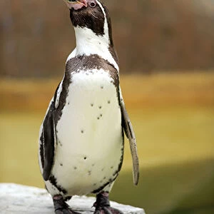 Humboldt Penguin or Peruvian Penguin -Spheniscus humboldti-, adult, calling, Luisenpark, Mannheim, Baden-Wurttemberg, Germany