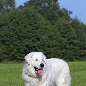 Hungarian Kuvasz -Canis lupus familiaris- male, guard dog