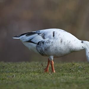 Hybrid between Greylag or Graylag goose -Anser anser- and Domestic goose, Stuttgart, Baden-Wuerttemberg, Germany, Europe