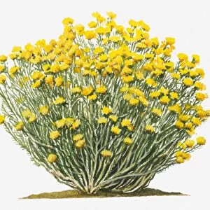 Illustration of Ericameria nauseosa (Chamisa, Rubber Rabbitbrush) bearing terminal clusters of bright yellow flowers on long stems