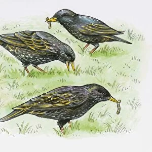 Illustration of European Starling (Sturnus vulgaris) feeding on Earthworm from lawn