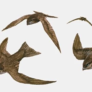 Illustration of four Swifts (Apus apus) in flight