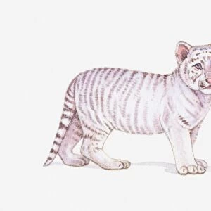 Illustration of a White tiger cub (Panthera tigris)