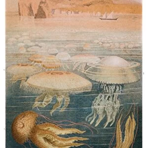Jellyfish meduse engraving 1897