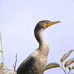 Juvenile double-crested cormorant, Phalacrocorax auritus. Everglades National Park, Florida, USA. UNESCO World Heritage Site (Bioshpere Reserve)