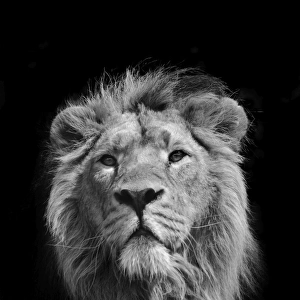 The King (Asiatic Lion)