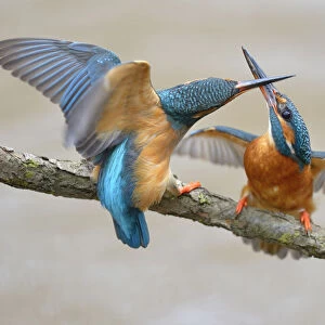 Kingfishers -Alcedo atthis-, two females fighting over breeding place, Swabian Alb biosphere reserve, Baden-Wurttemberg, Germany
