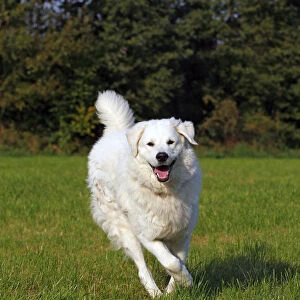 Kuvasz -Canis lupus familiaris-, running, male, livestock guardian dog