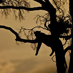 Leopard -Panthera pardus- resting on a fig tree at dusk, silhouette, Masai Mara National Reserve, Kenya, East Africa, Africa, PublicGround